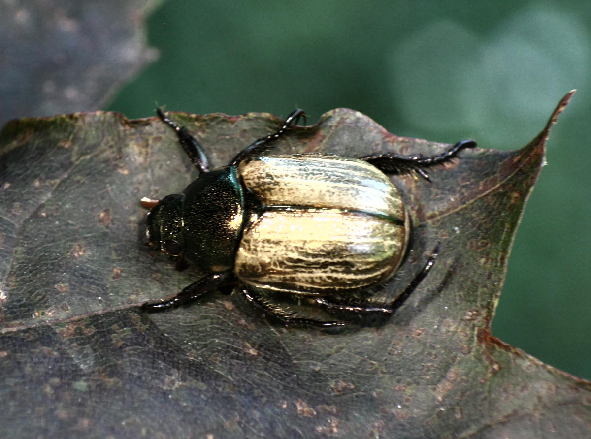 coleottero da identificare: Mimela junii